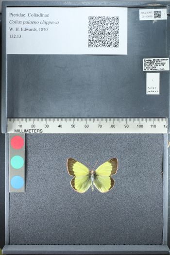 Media type: image;   Entomology 153610